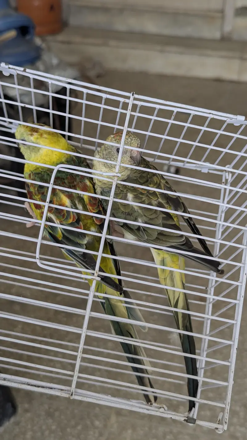 Rump olive green breeder pair looking for new shelter — photo 4