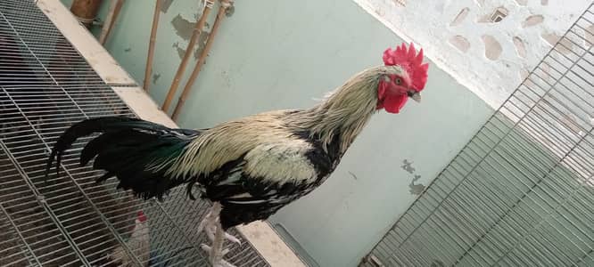 Desi murgha satmora breader big roaster high quality cock