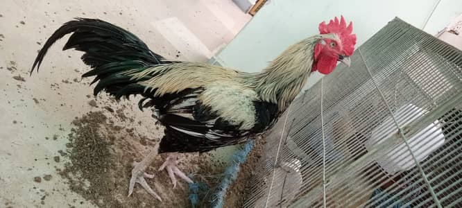 Desi murgha satmora breader big roaster high quality cock
