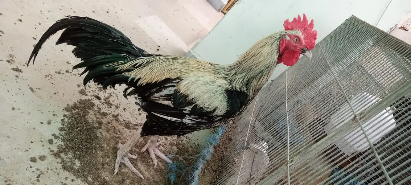 Desi murgha satmora breader big roaster high quality cock — photo 3