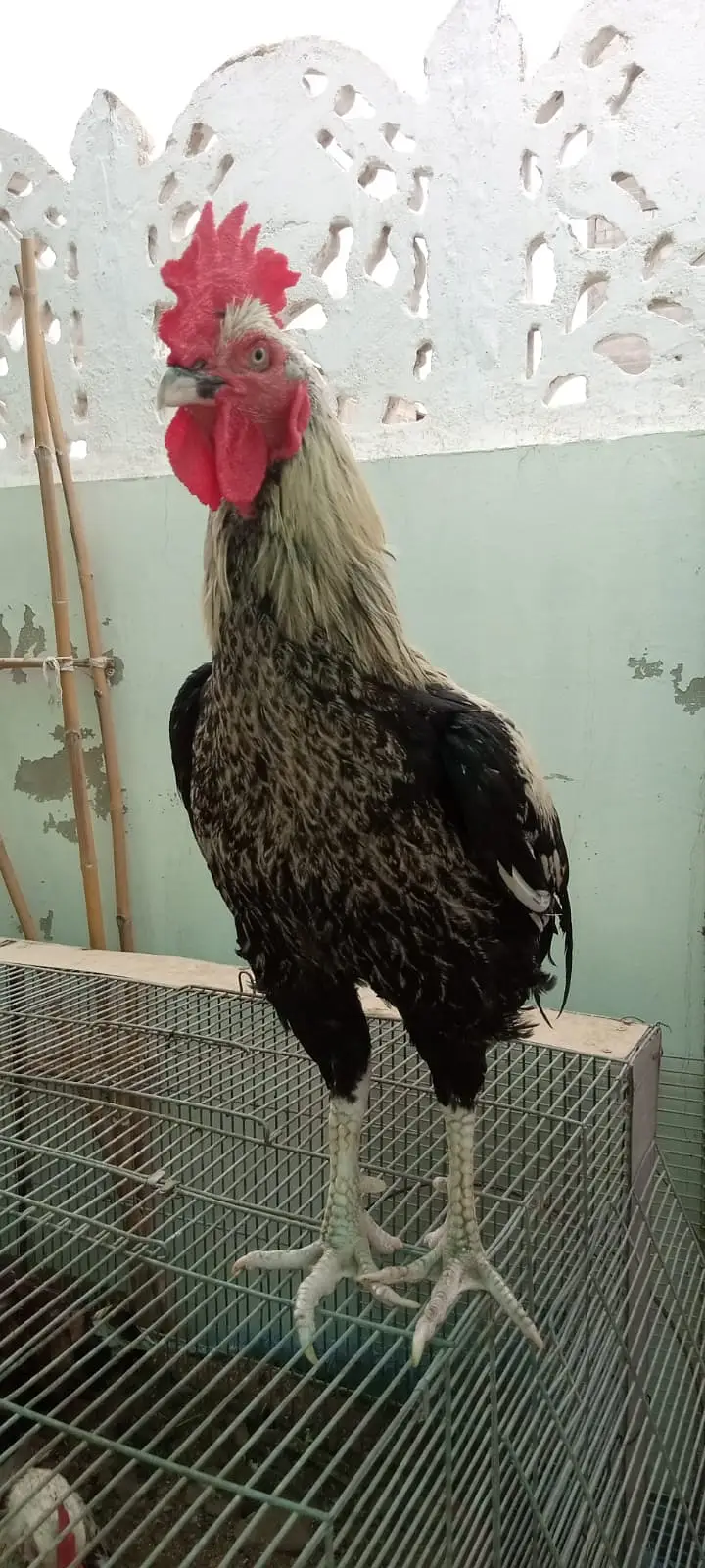 Desi murgha satmora breader big roaster high quality cock — photo 6