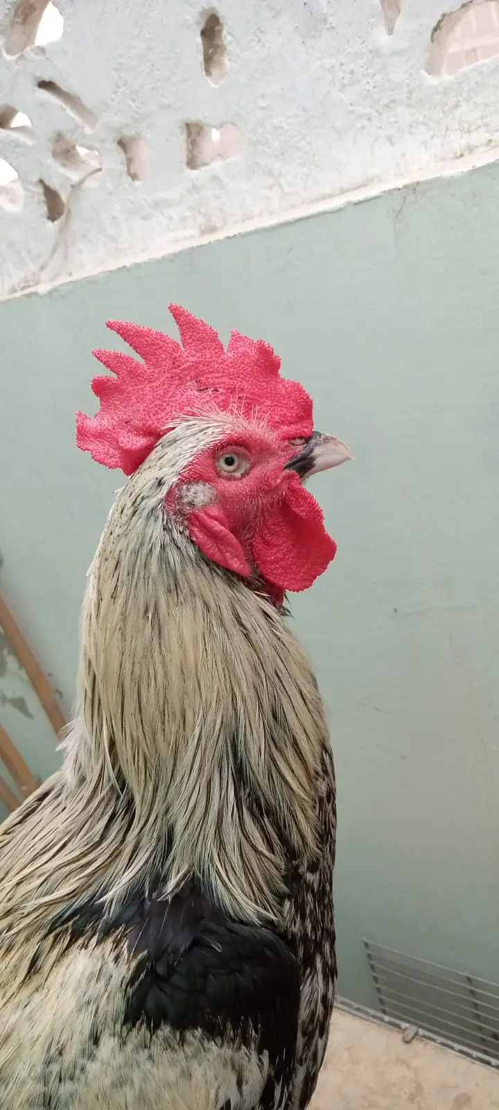 Desi murgha satmora breader big roaster high quality cock — photo 8