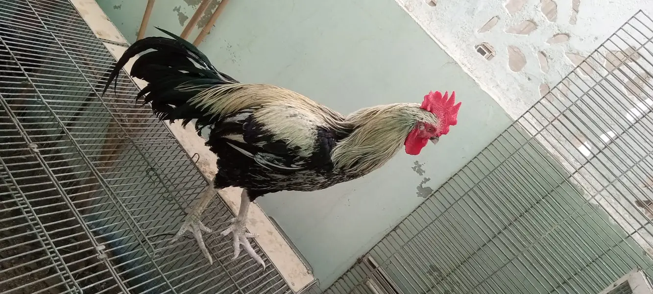 Desi murgha satmora breader big roaster high quality cock — photo 10
