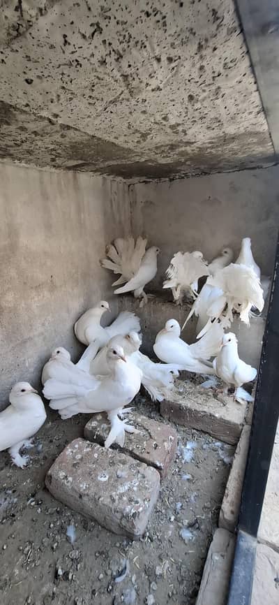Swing Neak lakky breeder pair or 5 pair ha 03470202431