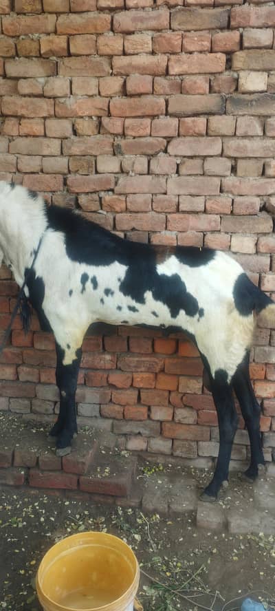 male goat