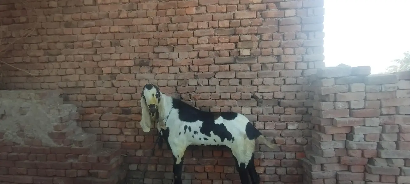 male goat — photo 2