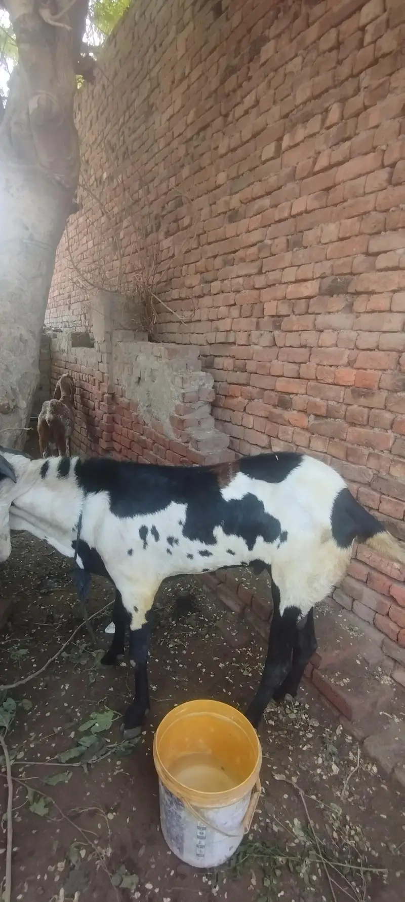 male goat — photo 3