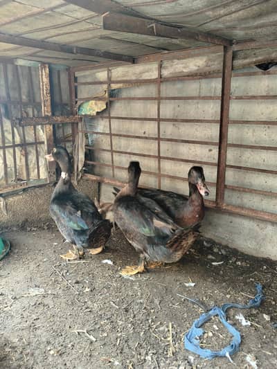 3 duck male for sale
