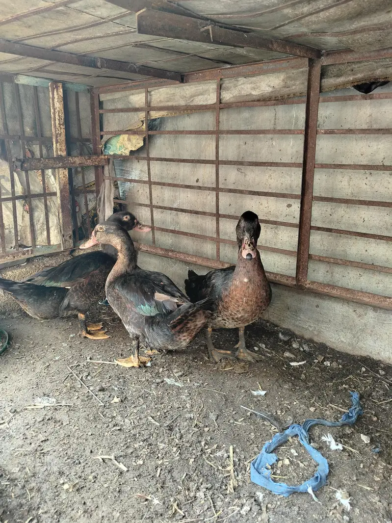 3 duck male for sale — photo 2