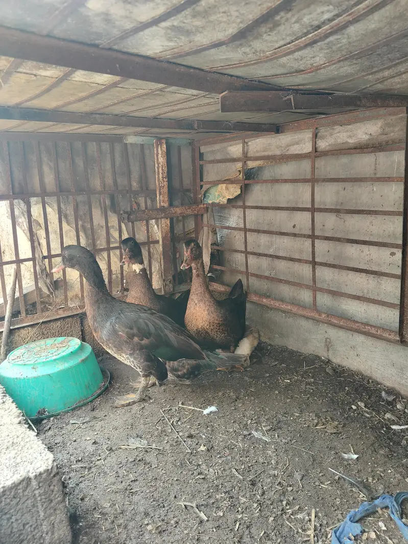 3 duck male for sale — photo 3