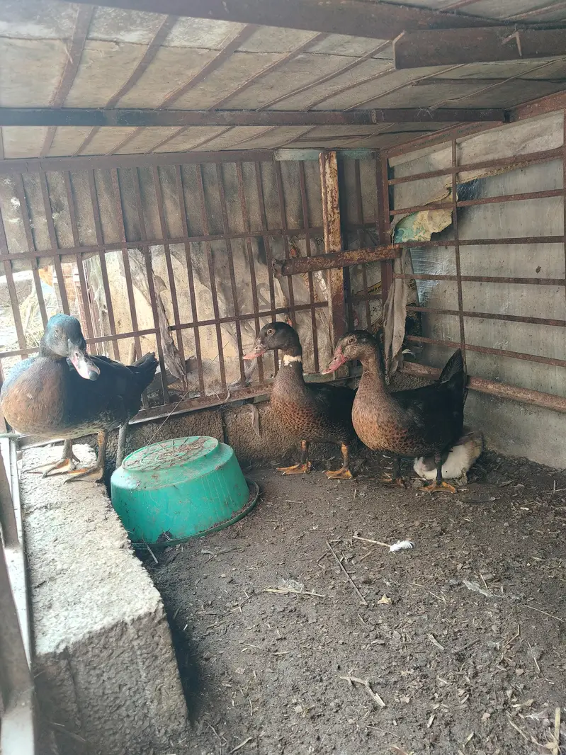 3 duck male for sale — photo 4