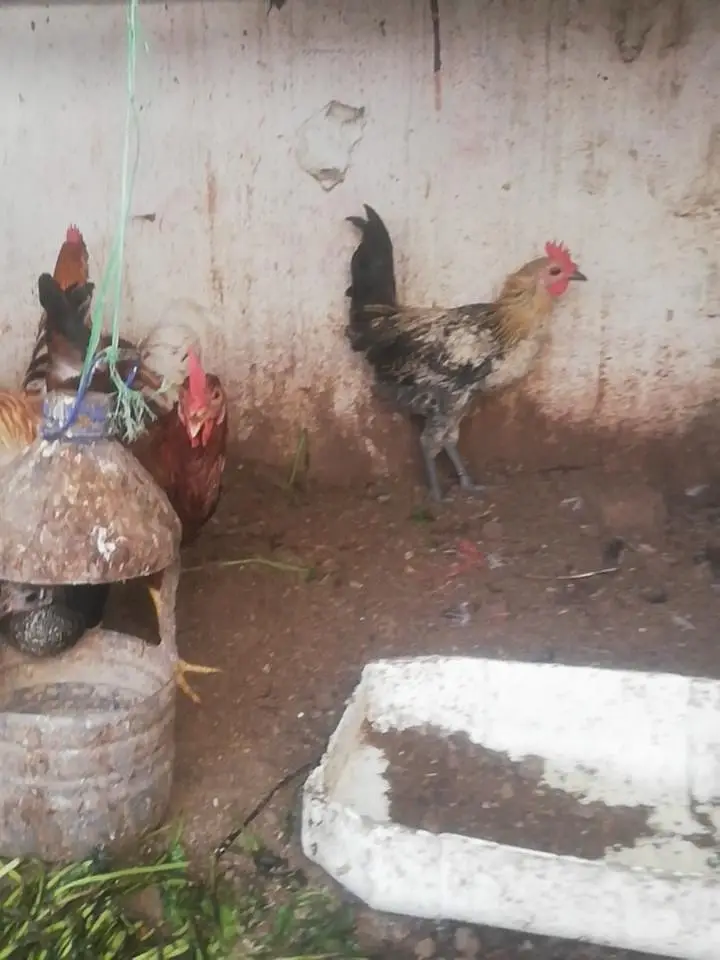 sirf murghay for sale ha. 0  3  2  1 5 0 79 2 1 1