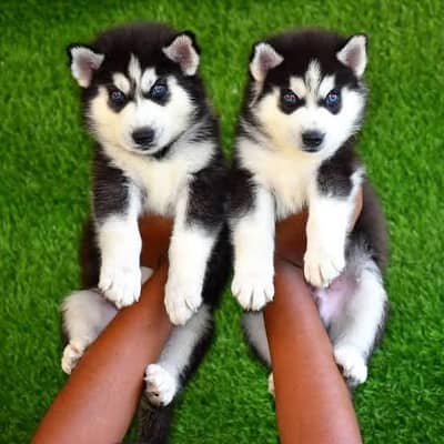 Husky Puppy Black and White