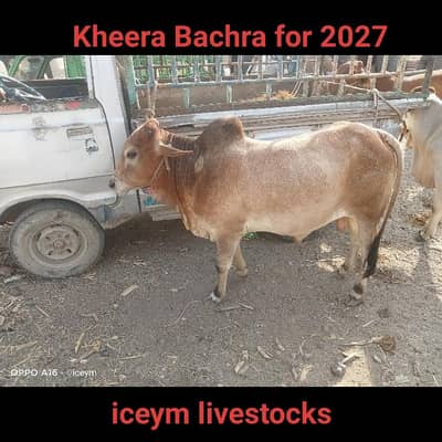 Mini Size Bachra Geena for 2027