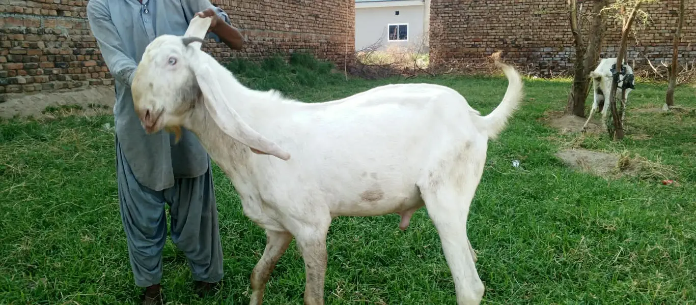 Rajan pure Breeder Bakra Heavy weight Breed Goat Male Breed