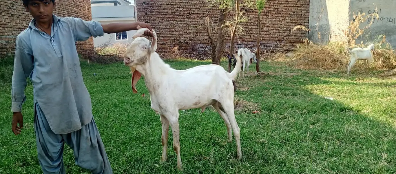 Rajan pure Breeder Bakra Heavy weight Breed Goat Male Breed — photo 2