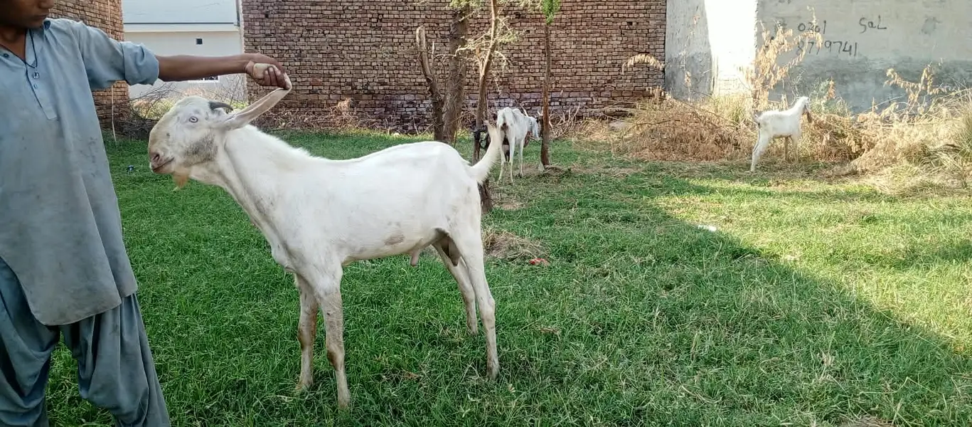 Rajan pure Breeder Bakra Heavy weight Breed Goat Male Breed — photo 3