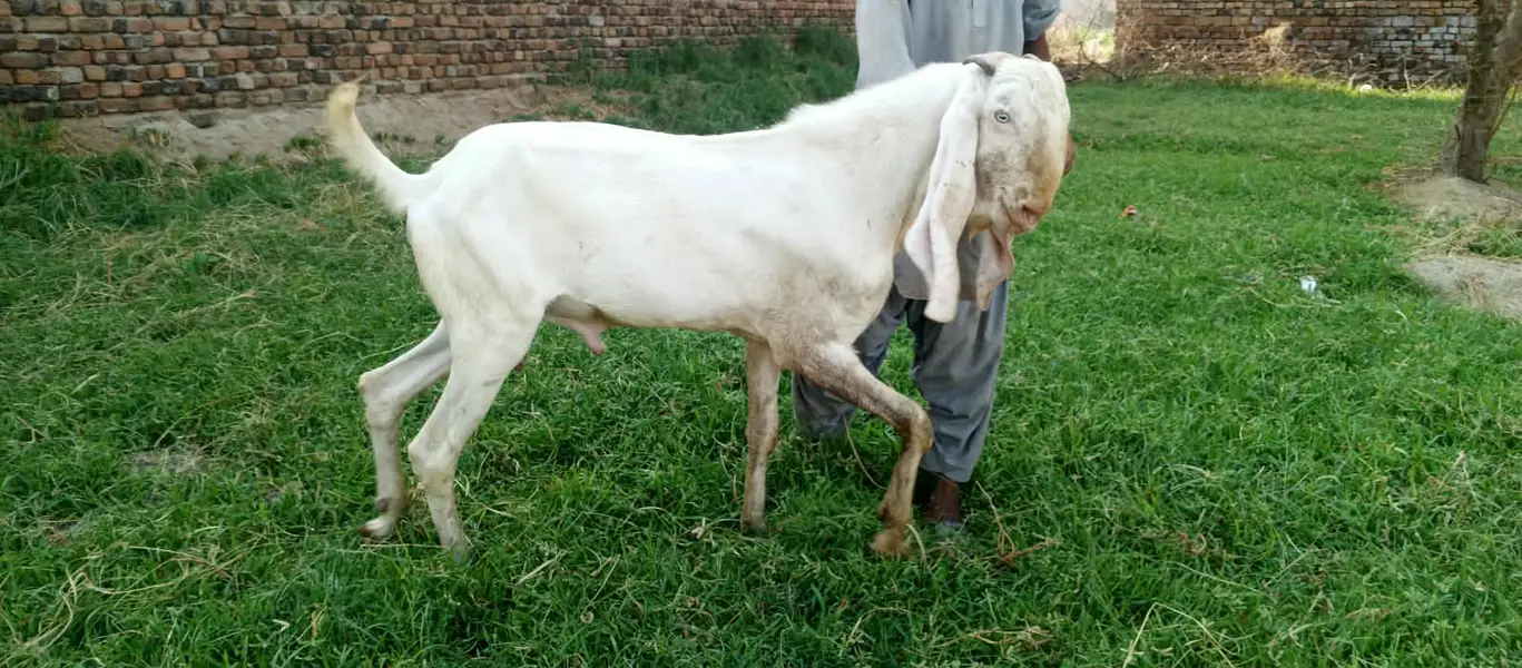 Rajan pure Breeder Bakra Heavy weight Breed Goat Male Breed — photo 4