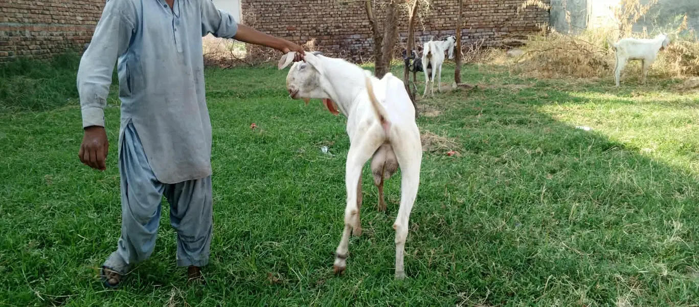 Rajan pure Breeder Bakra Heavy weight Breed Goat Male Breed — photo 5