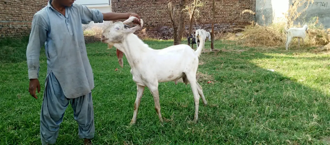 Rajan pure Breeder Bakra Heavy weight Breed Goat Male Breed — photo 6