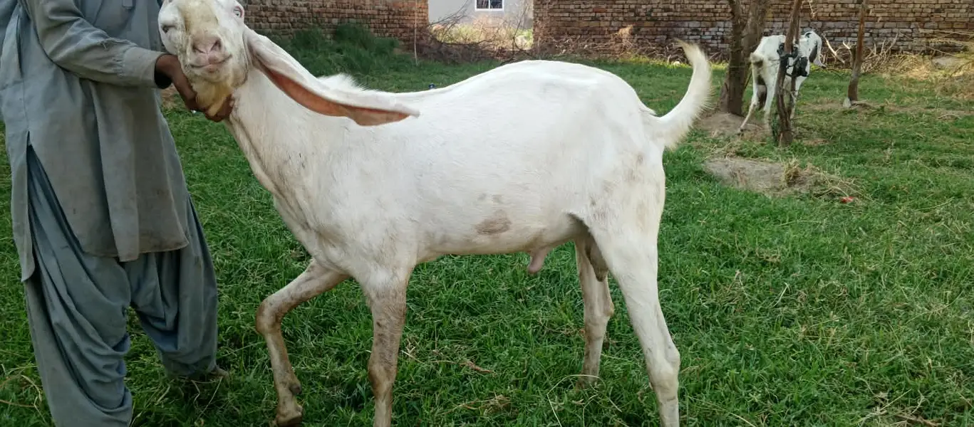 Rajan pure Breeder Bakra Heavy weight Breed Goat Male Breed — photo 7