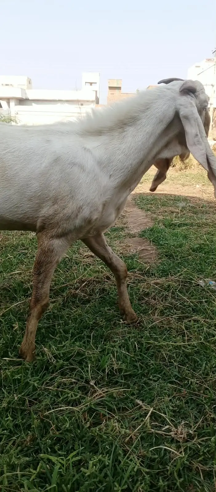 Rajan pure Breeder Bakra Heavy weight Breed Goat Male Breed — photo 8