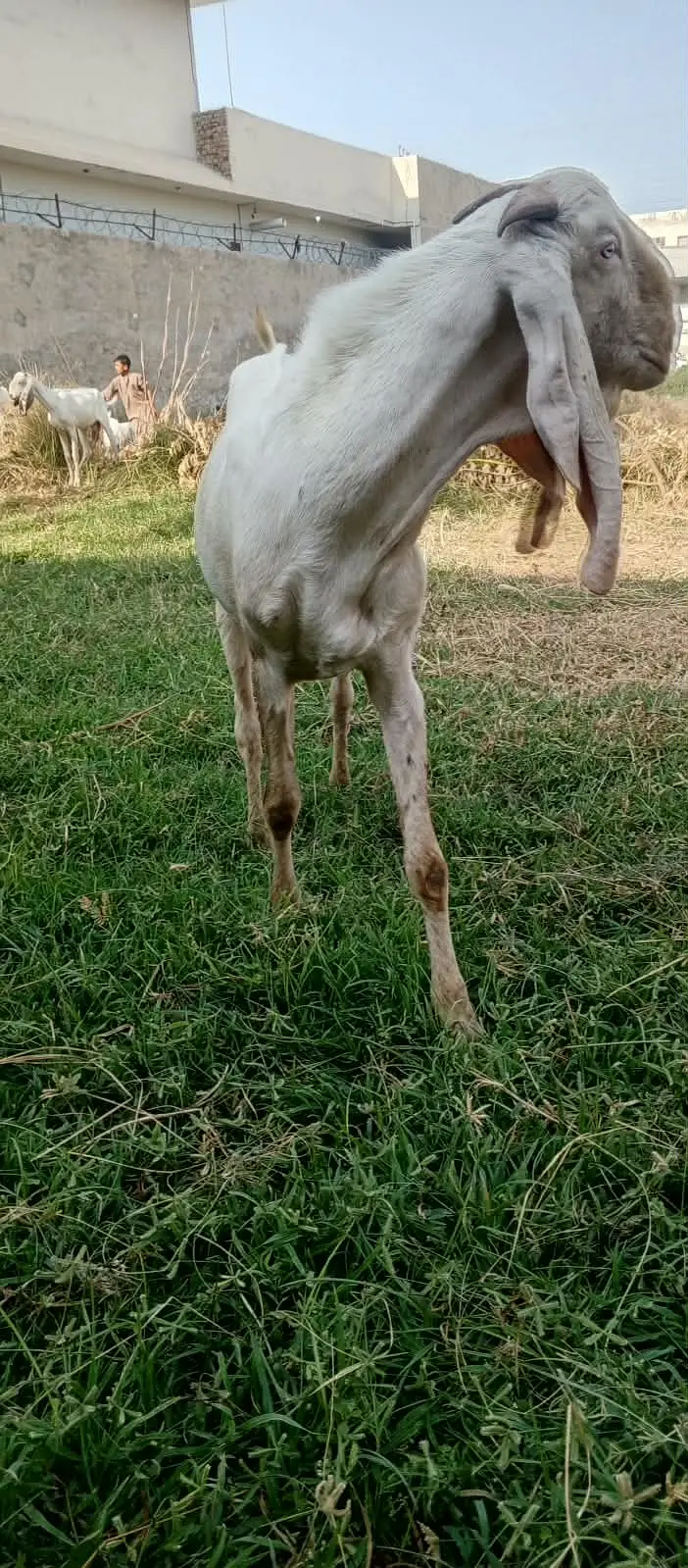 Rajan pure Breeder Bakra Heavy weight Breed Goat Male Breed — photo 9
