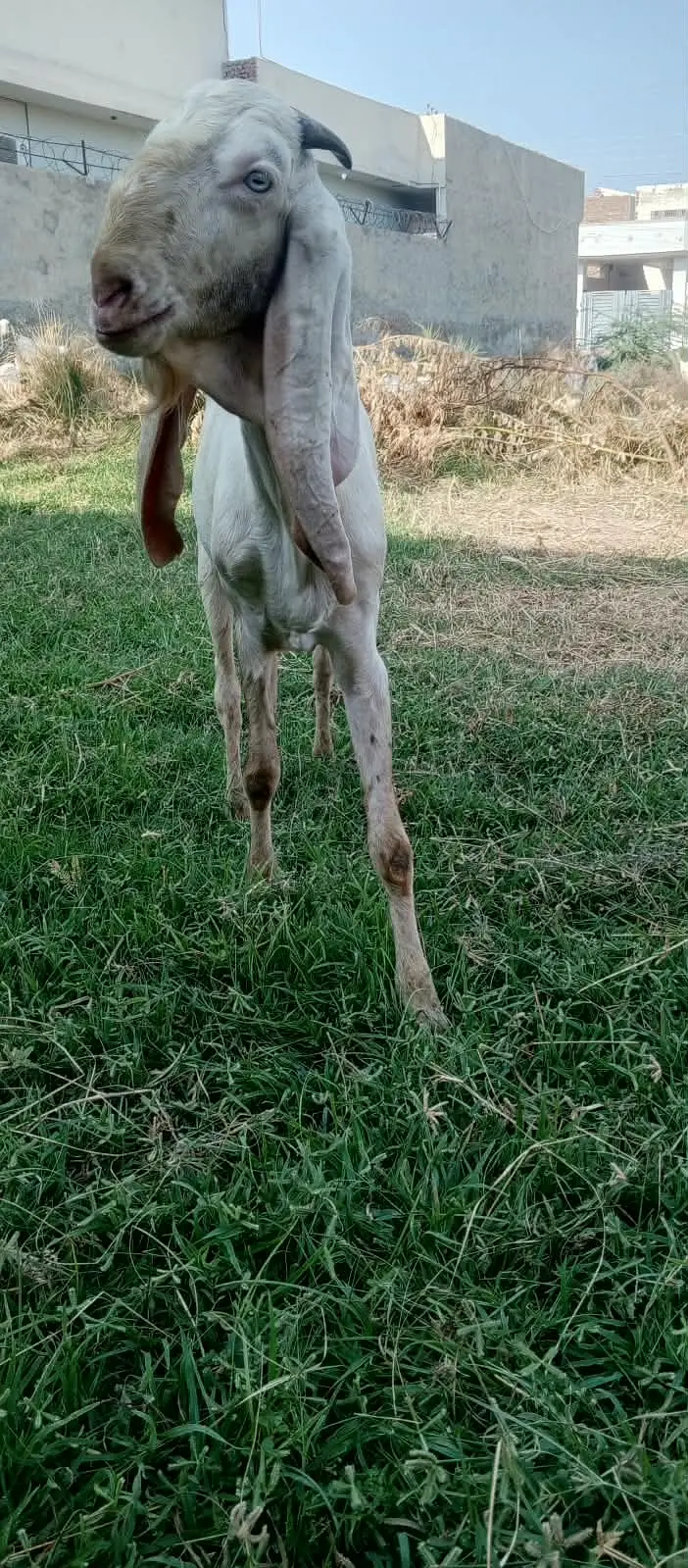 Rajan pure Breeder Bakra Heavy weight Breed Goat Male Breed — photo 10