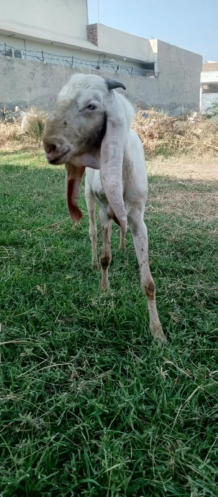 Rajan pure Breeder Bakra Heavy weight Breed Goat Male Breed — photo 11