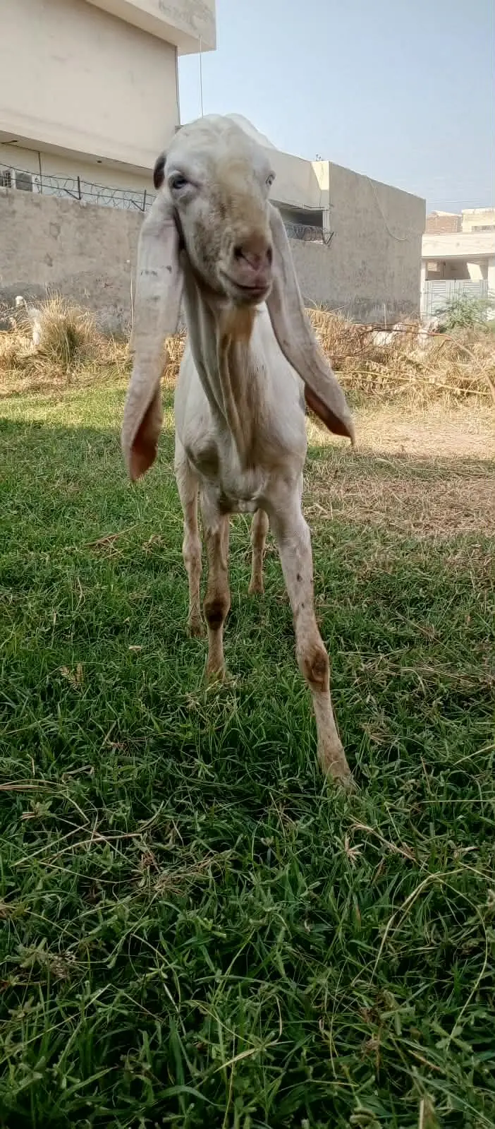 Rajan pure Breeder Bakra Heavy weight Breed Goat Male Breed — photo 12