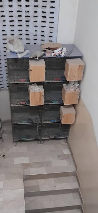 jhangeer cages