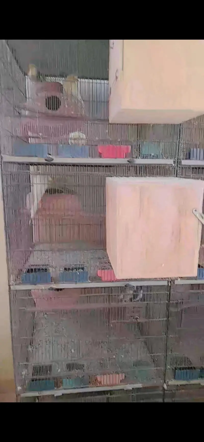 jhangeer cages — photo 2