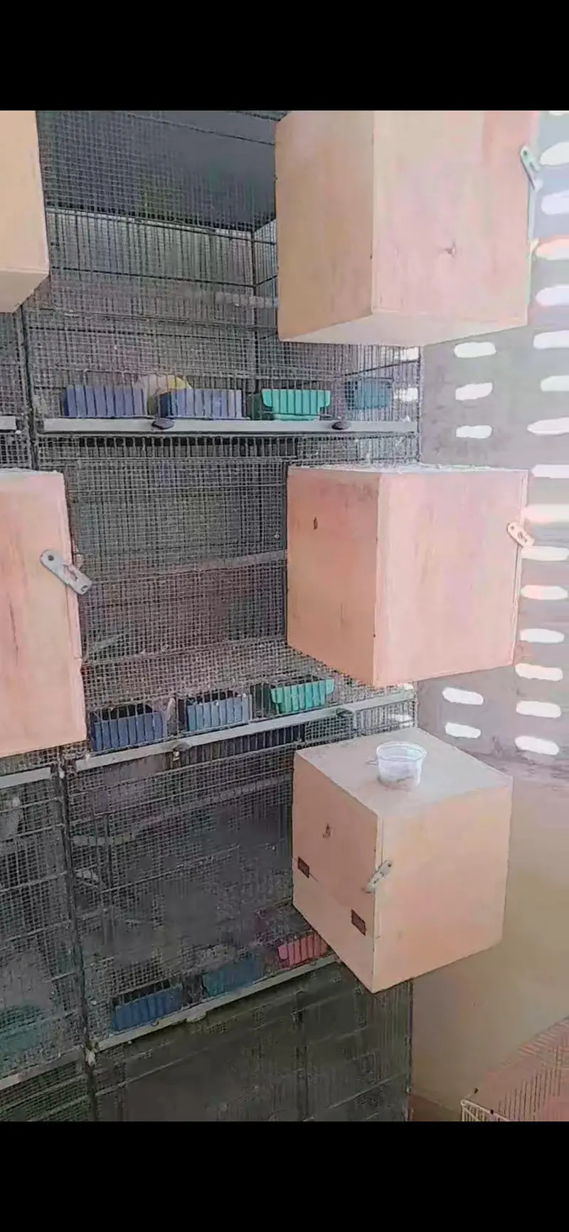 jhangeer cages — photo 3