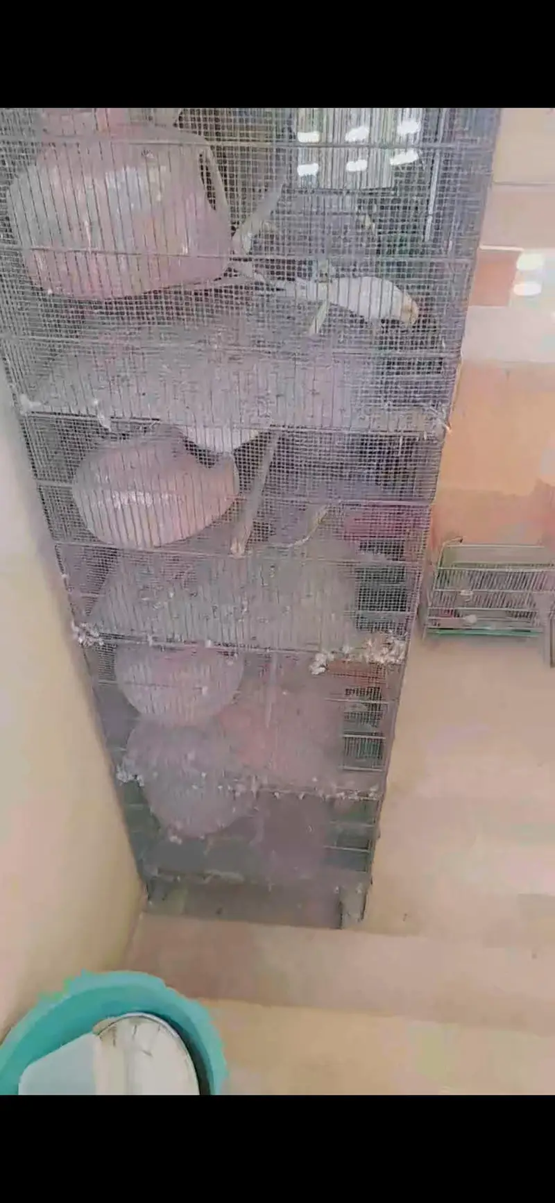 jhangeer cages — photo 4