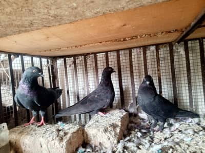 pigeons