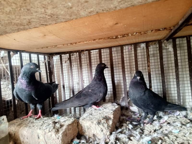 pigeons 0