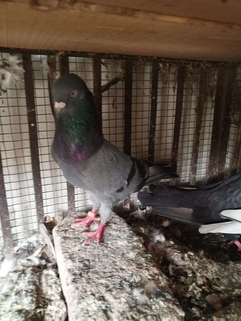 pigeons — photo 2