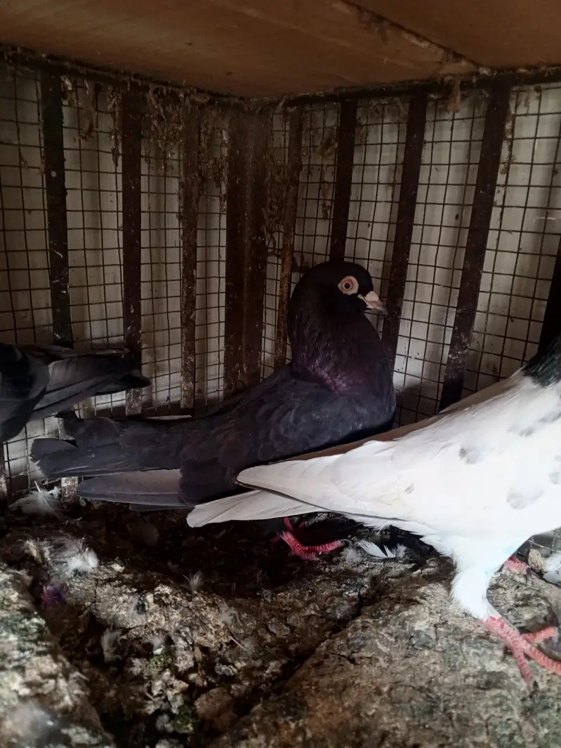 pigeons — photo 3