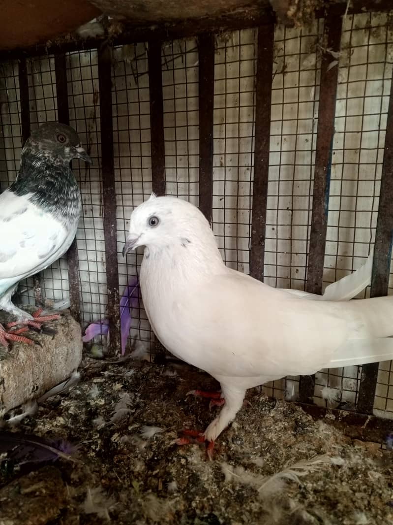 pigeons 3