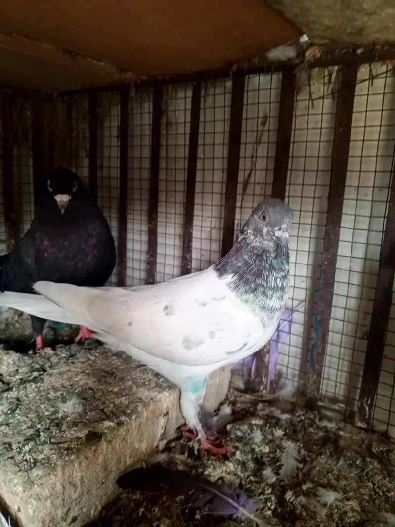 pigeons — photo 5