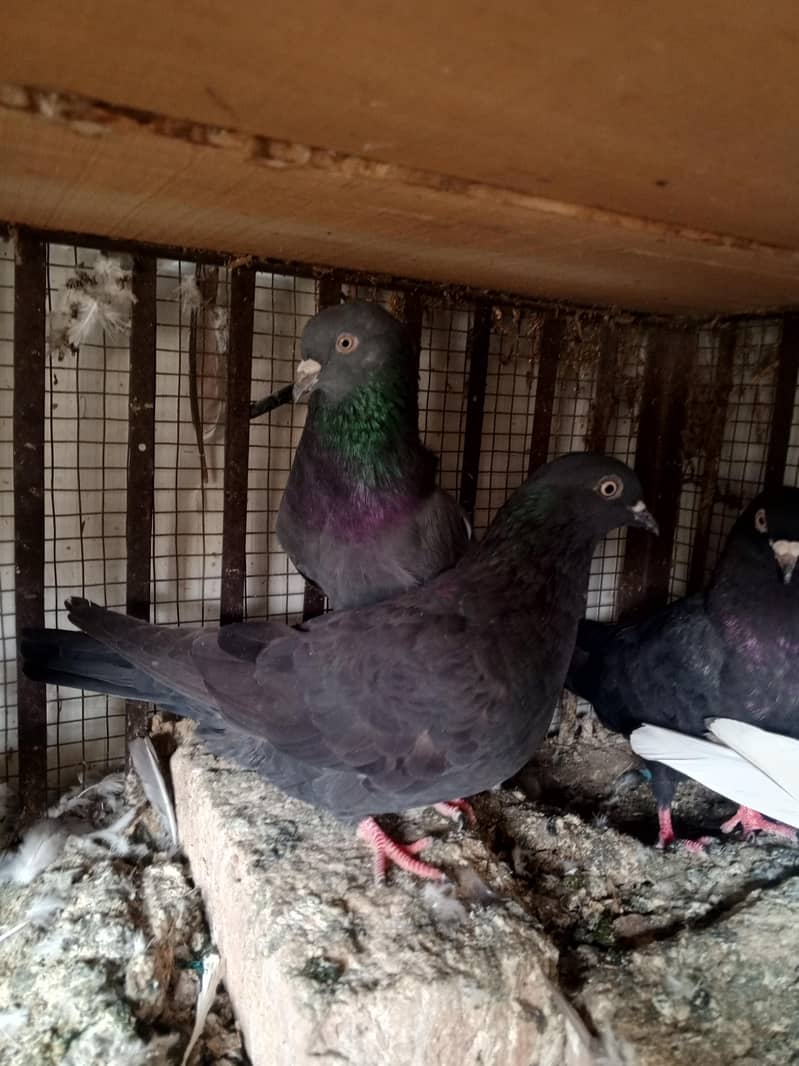 pigeons 5