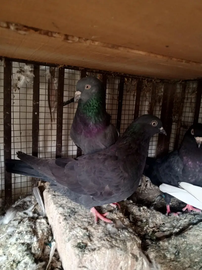 pigeons — photo 6