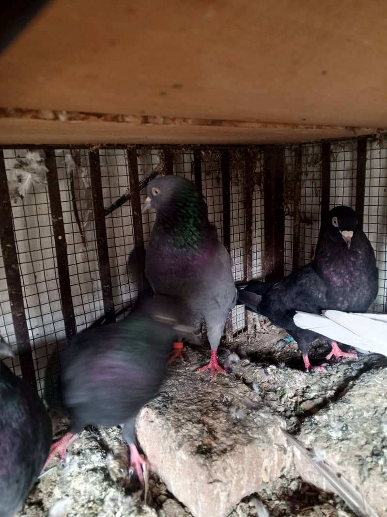 pigeons 6