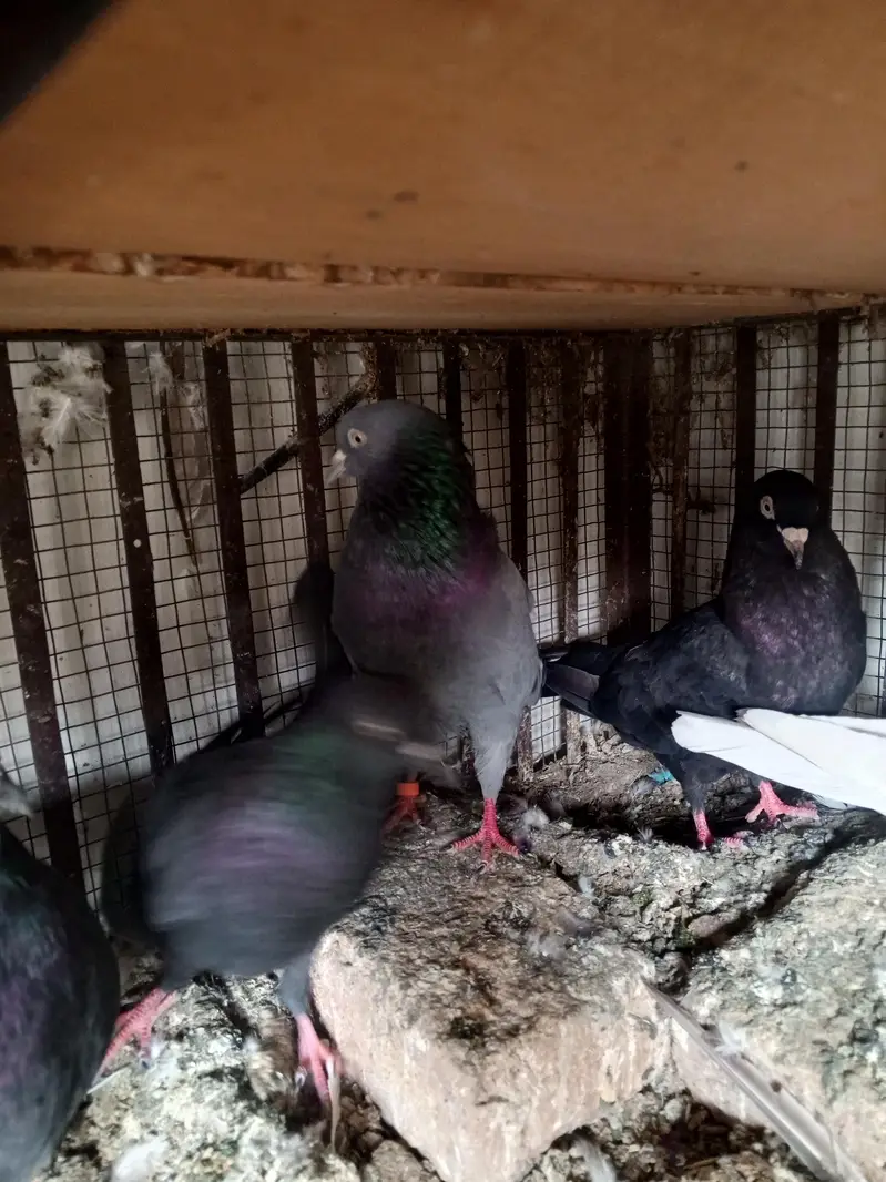 pigeons — photo 7