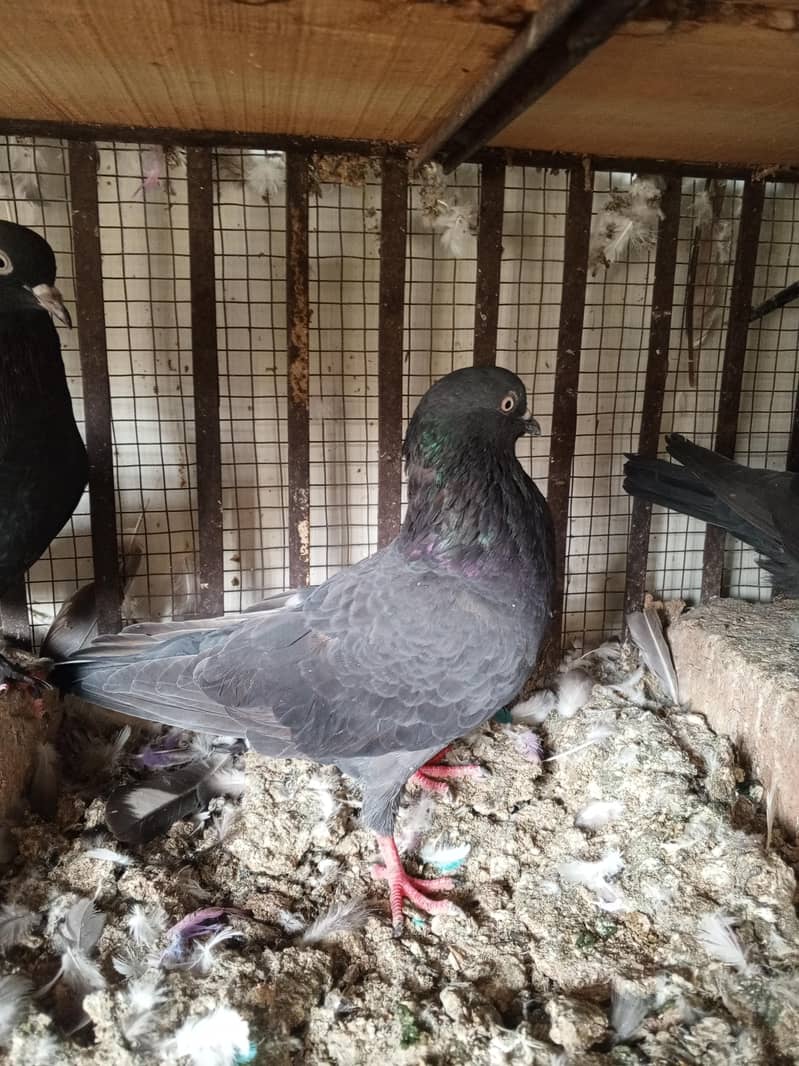pigeons 7