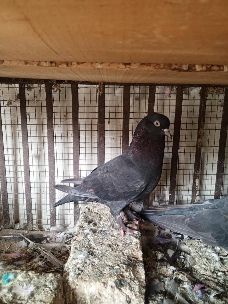 pigeons 8