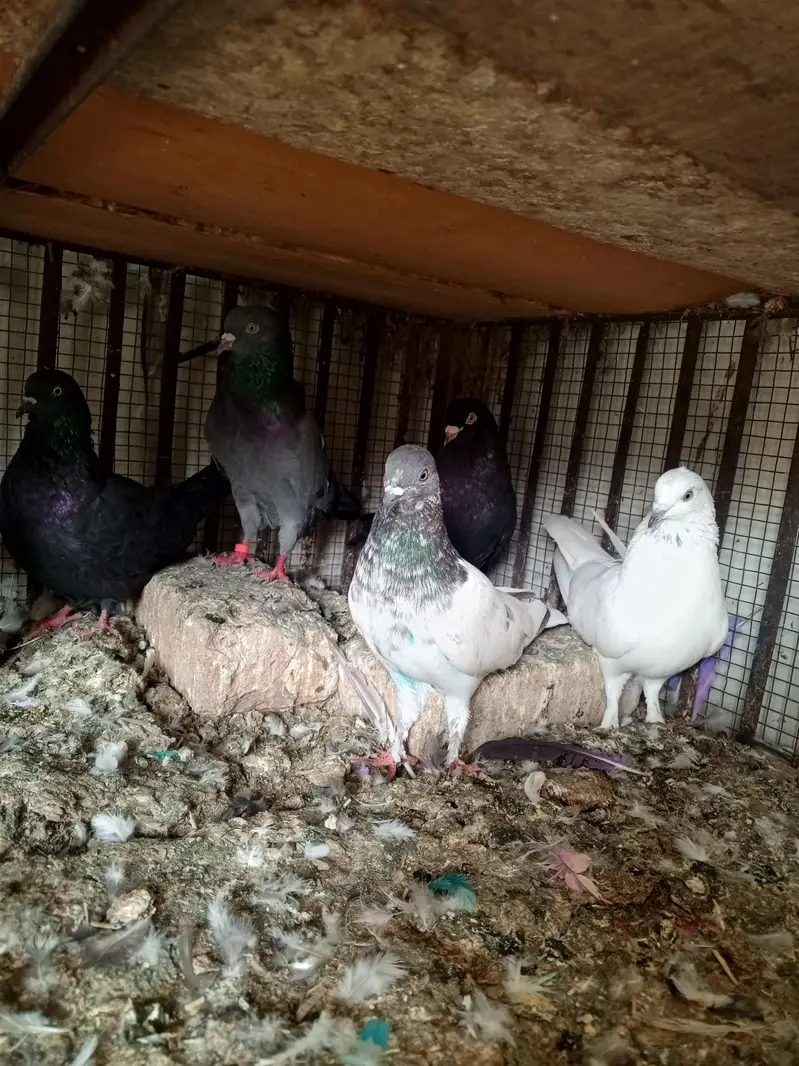 pigeons — photo 10
