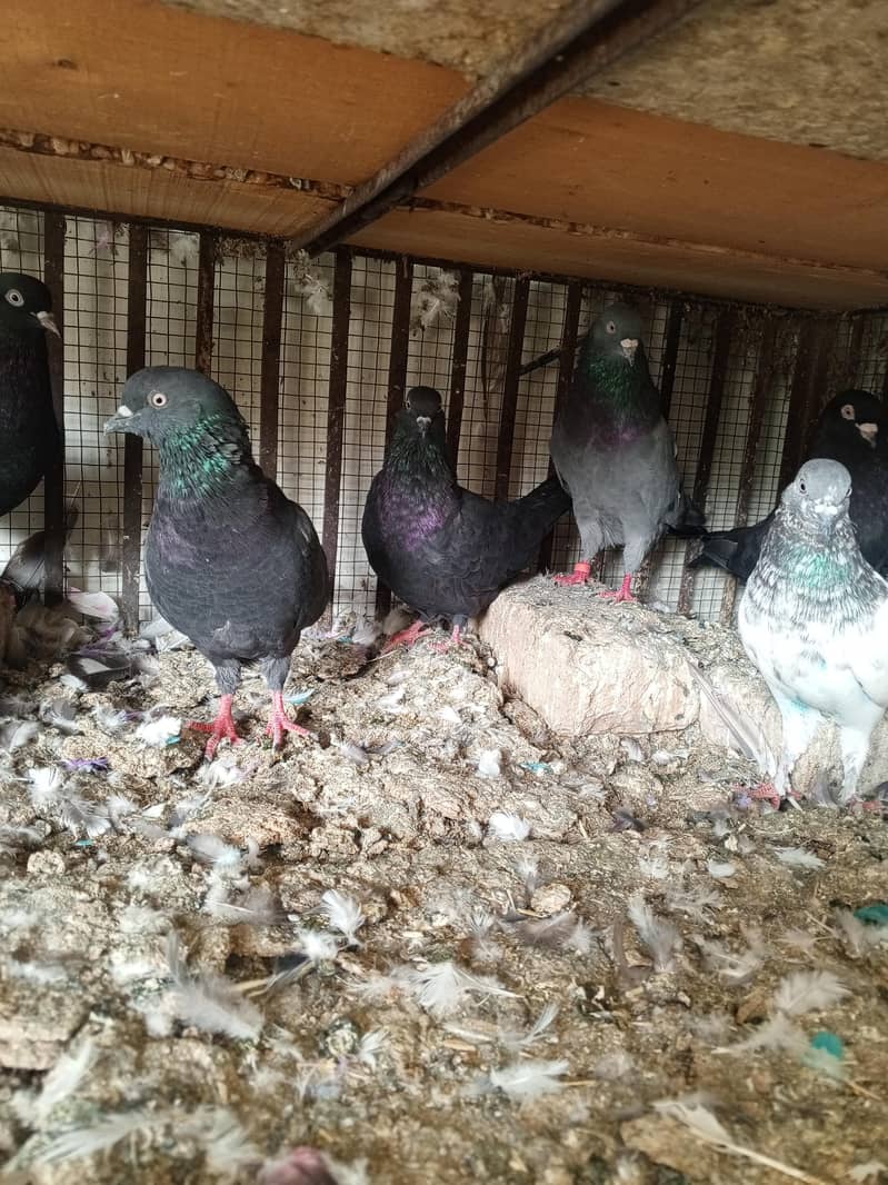 pigeons 10