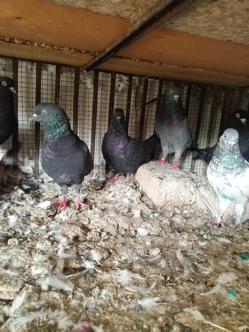 pigeons — photo 11