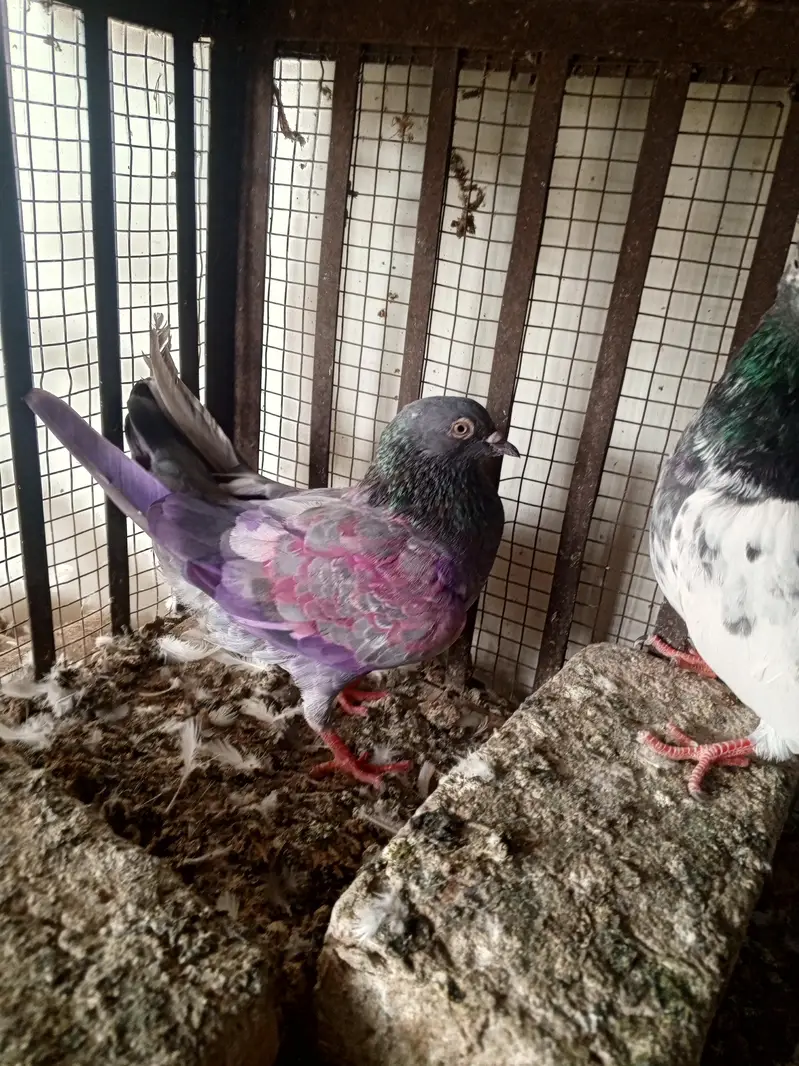 pigeons — photo 12